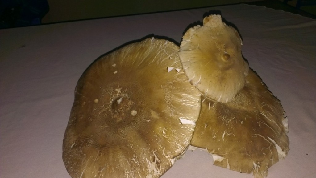 Article : Nomades par le sang et jusque dans nos plats !